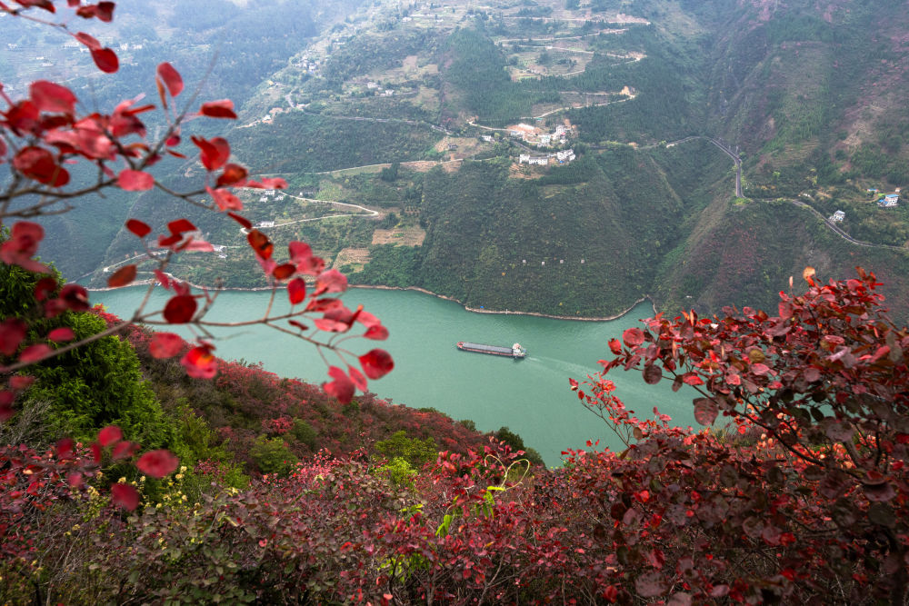 船舶行駛在紅葉掩映下的長江三峽重慶市巫山縣水域（2023年11月30日攝）。新華社記者 肖藝九 攝