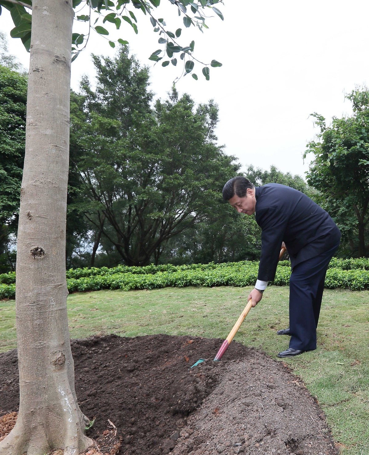 2012年12月8日，習近平在深圳蓮花山公園種下一棵高山榕樹。