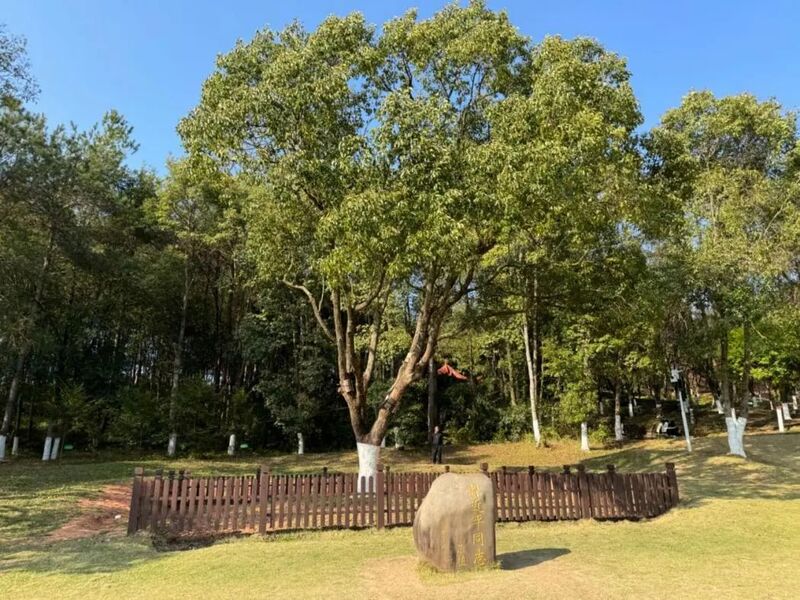 習(xí)近平同志為福建省長汀縣水土保持科教園捐種的香樟樹。圖源：學(xué)習(xí)時(shí)報(bào)