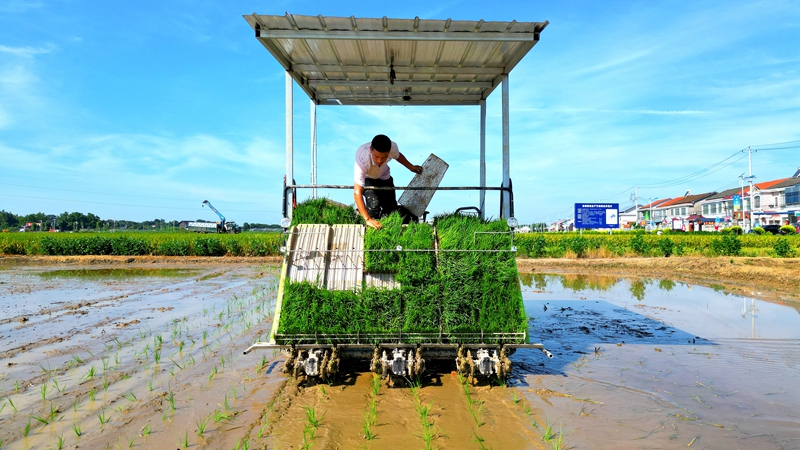 戴宏在無人駕駛的插秧機(jī)上作業(yè)。常德日?qǐng)?bào)社 王明睿 攝