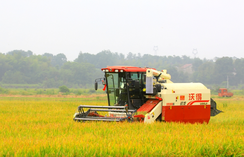 早稻收割忙，農(nóng)機(jī)來助力。常德市鼎城區(qū)融媒體中心供圖