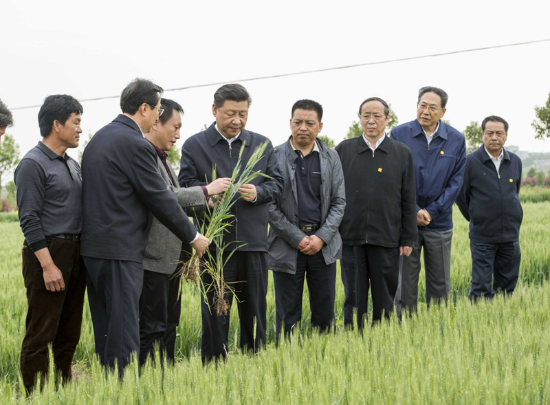 2016年4月25日下午，習(xí)近平在安徽滁州市鳳陽縣小崗村察看小麥長勢。左一為種糧大戶程夕兵。新華社記者 李學(xué)仁 攝