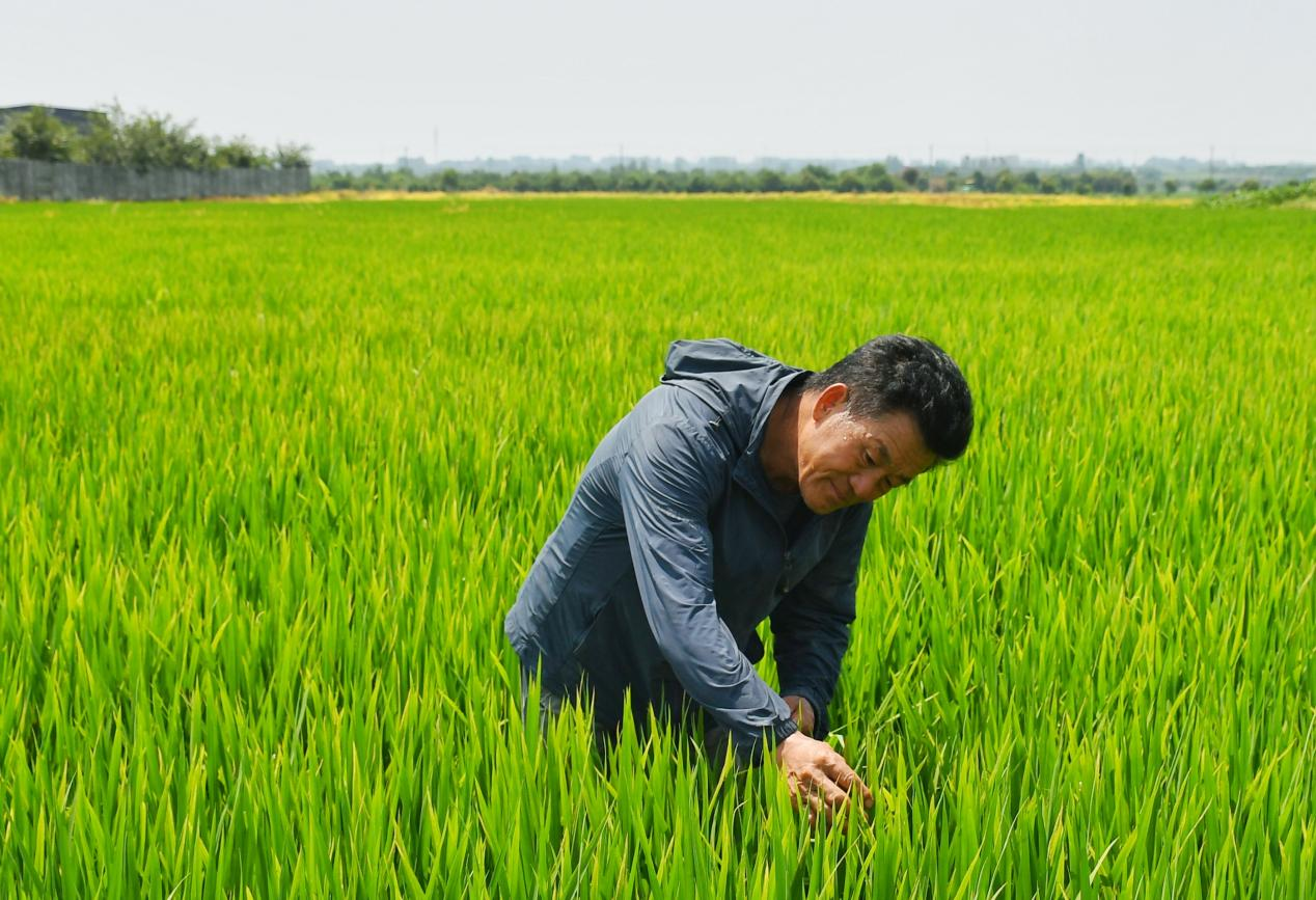 程夕兵在農(nóng)田里檢查水稻種植情況。人民網(wǎng)記者 周坤 攝